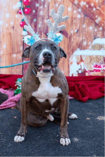 Enlarge Jax, a Adoptable Pit Bull Terrier in Fleetwood, PA image 1/5