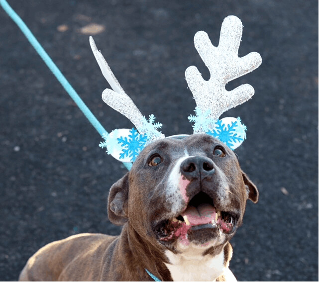 Enlarge Jax, a Adoptable Pit Bull Terrier in Fleetwood, PA image 2/5