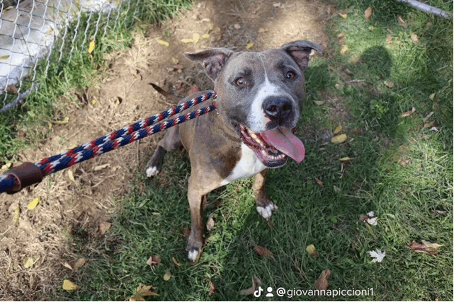 Enlarge Jax, a Adoptable Pit Bull Terrier in Fleetwood, PA image 3/5