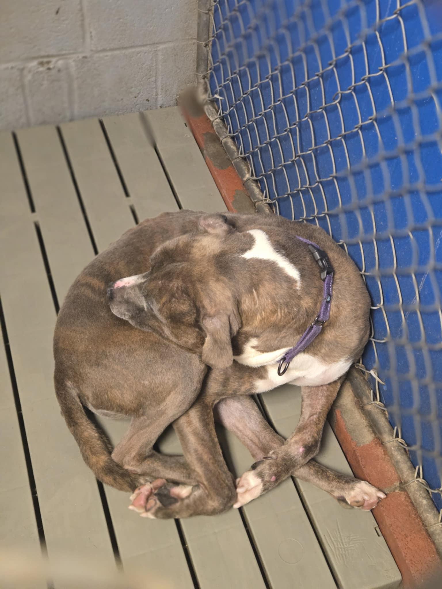 Enlarge Jax, a Adoptable Pit Bull Terrier in Fleetwood, PA image 4/5