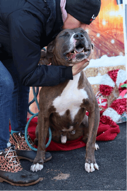 Enlarge Jax, a Adoptable Pit Bull Terrier in Fleetwood, PA image 5/5