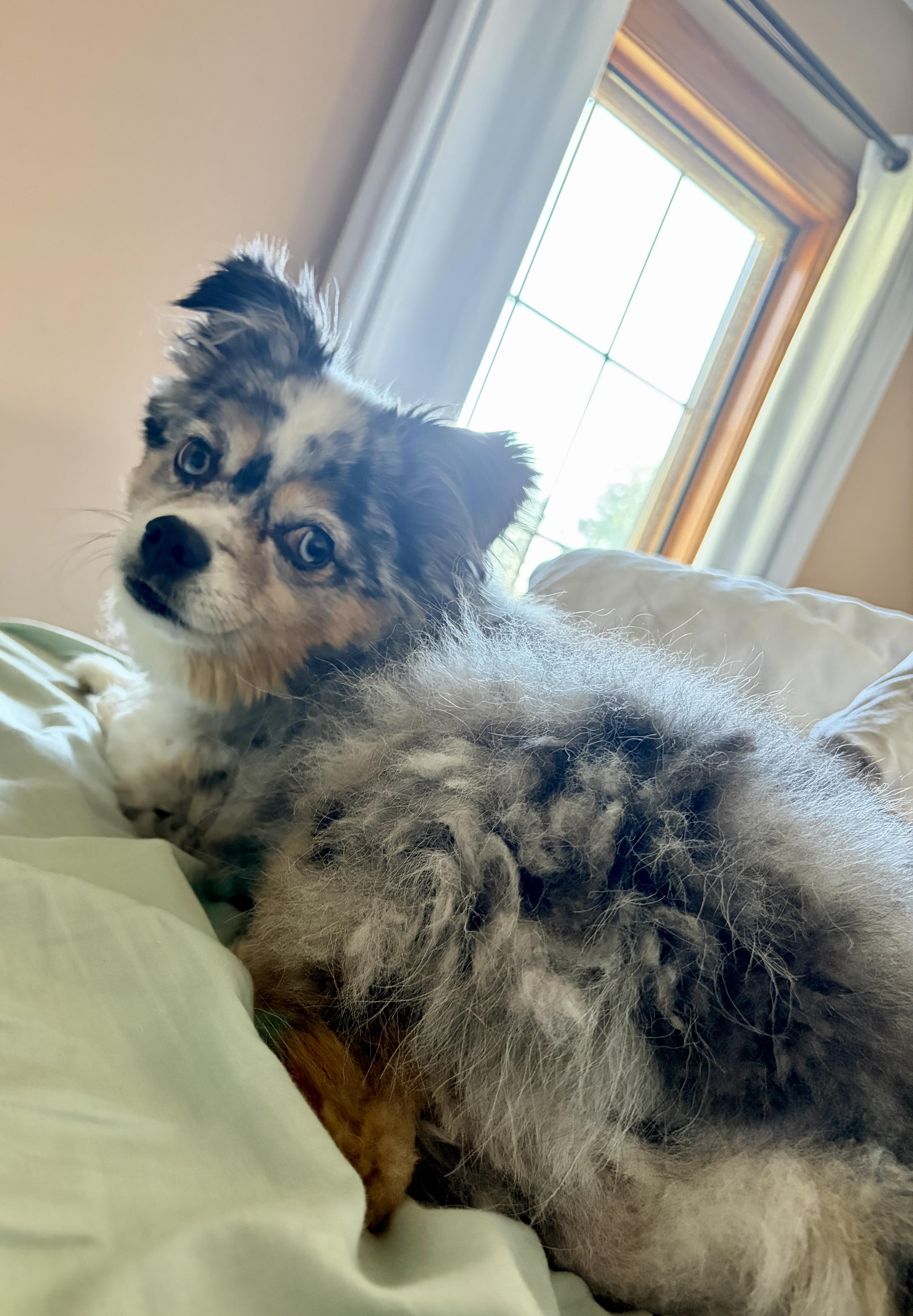 Enlarge Leo, a ADOPTABLE Australian Shepherd in Wauseon, OH image 4/6