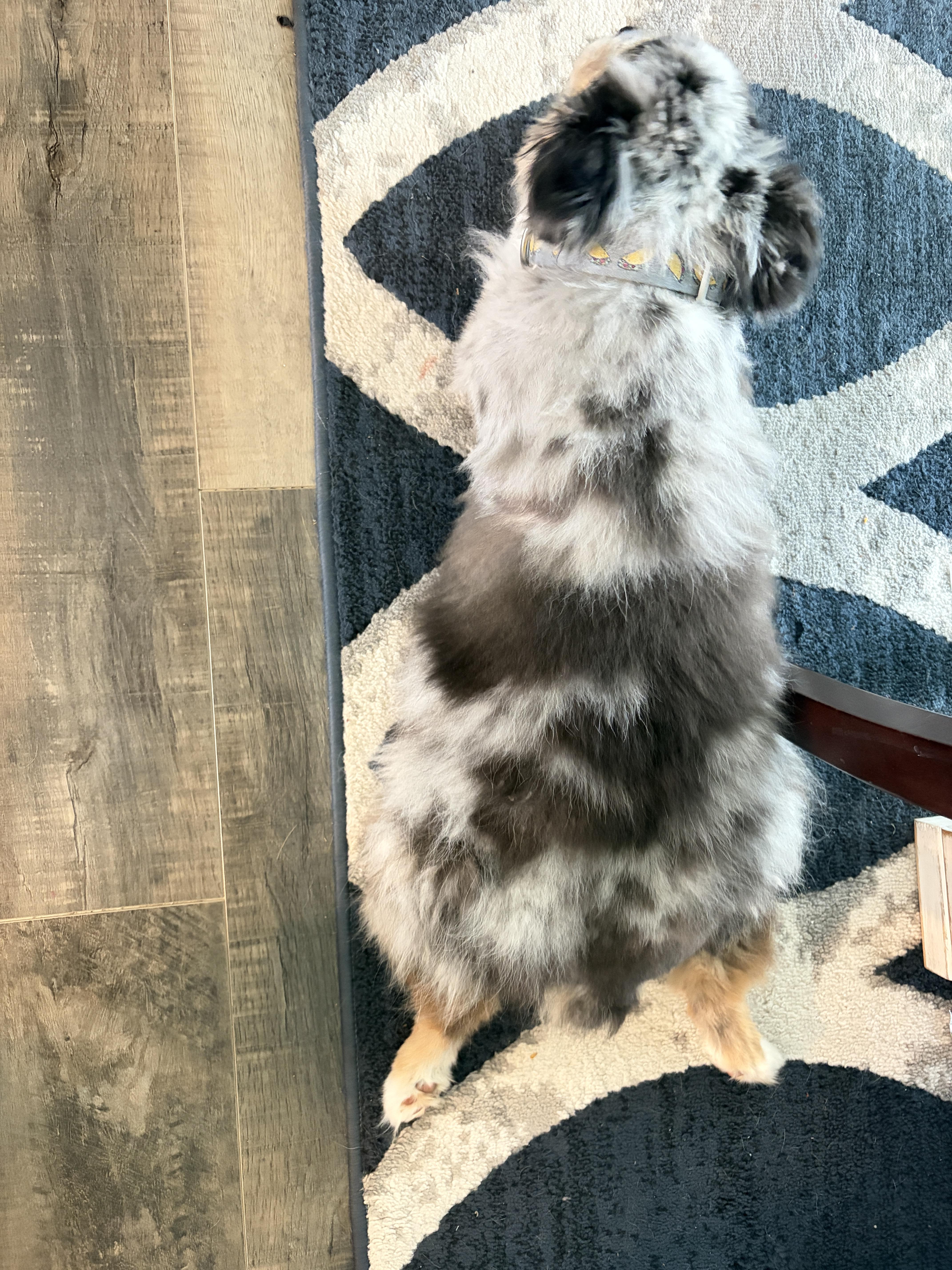 Enlarge Leo, a ADOPTABLE Australian Shepherd in Wauseon, OH image 5/6