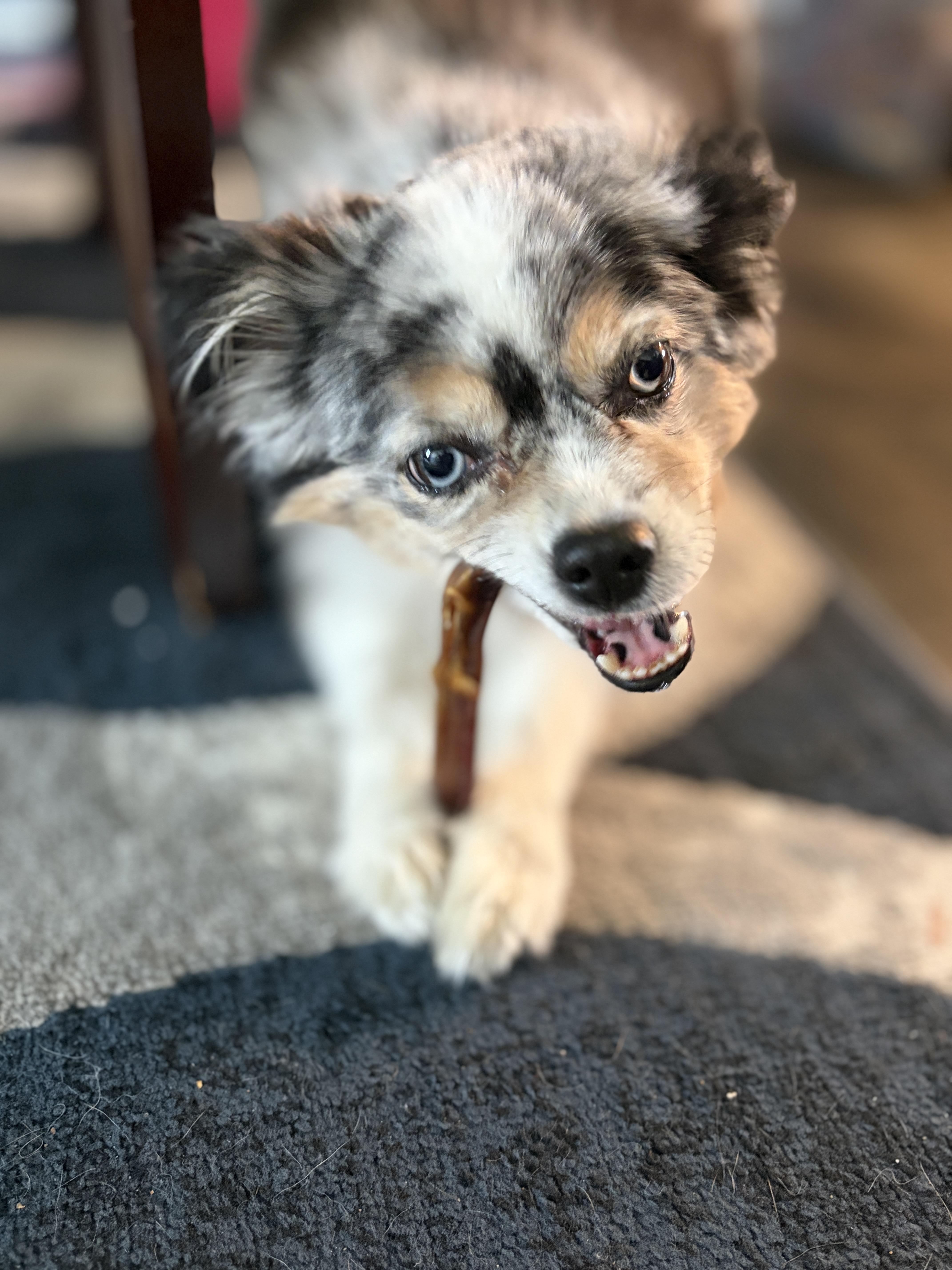 Enlarge Leo, a ADOPTABLE Australian Shepherd in Wauseon, OH image 2/6