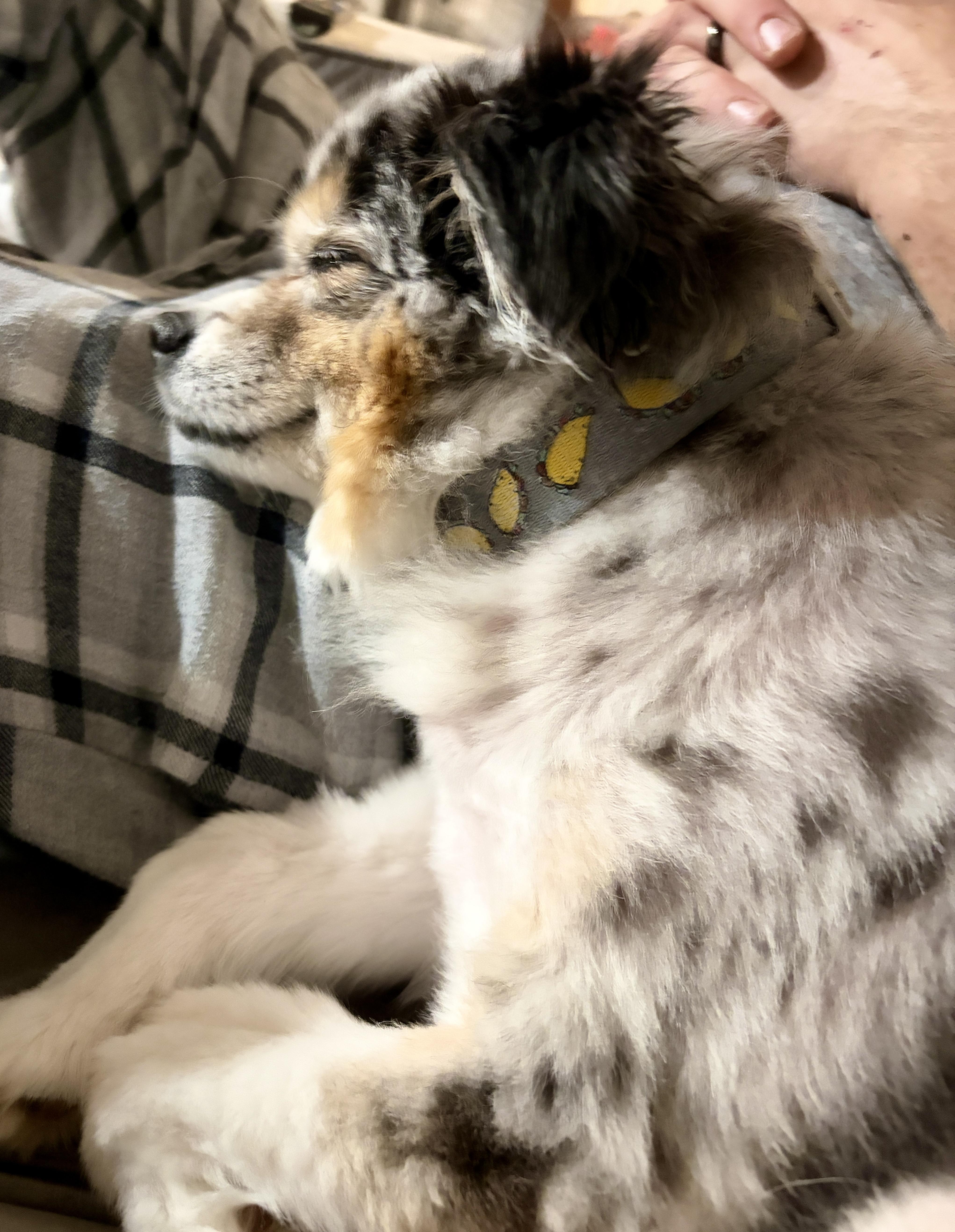 Enlarge Leo, a ADOPTABLE Australian Shepherd in Wauseon, OH image 6/6