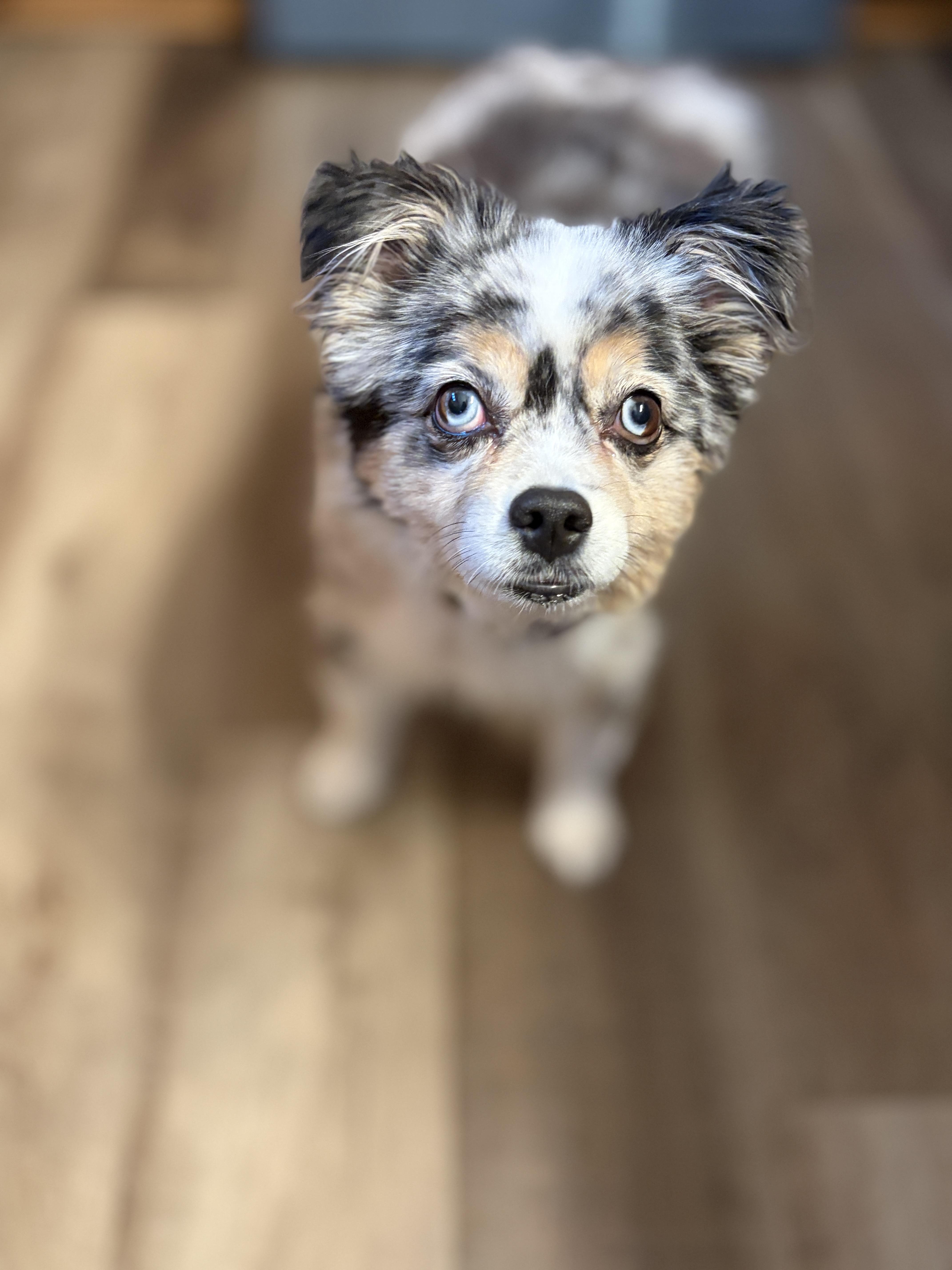 Enlarge Leo, a ADOPTABLE Australian Shepherd in Wauseon, OH image 1/6