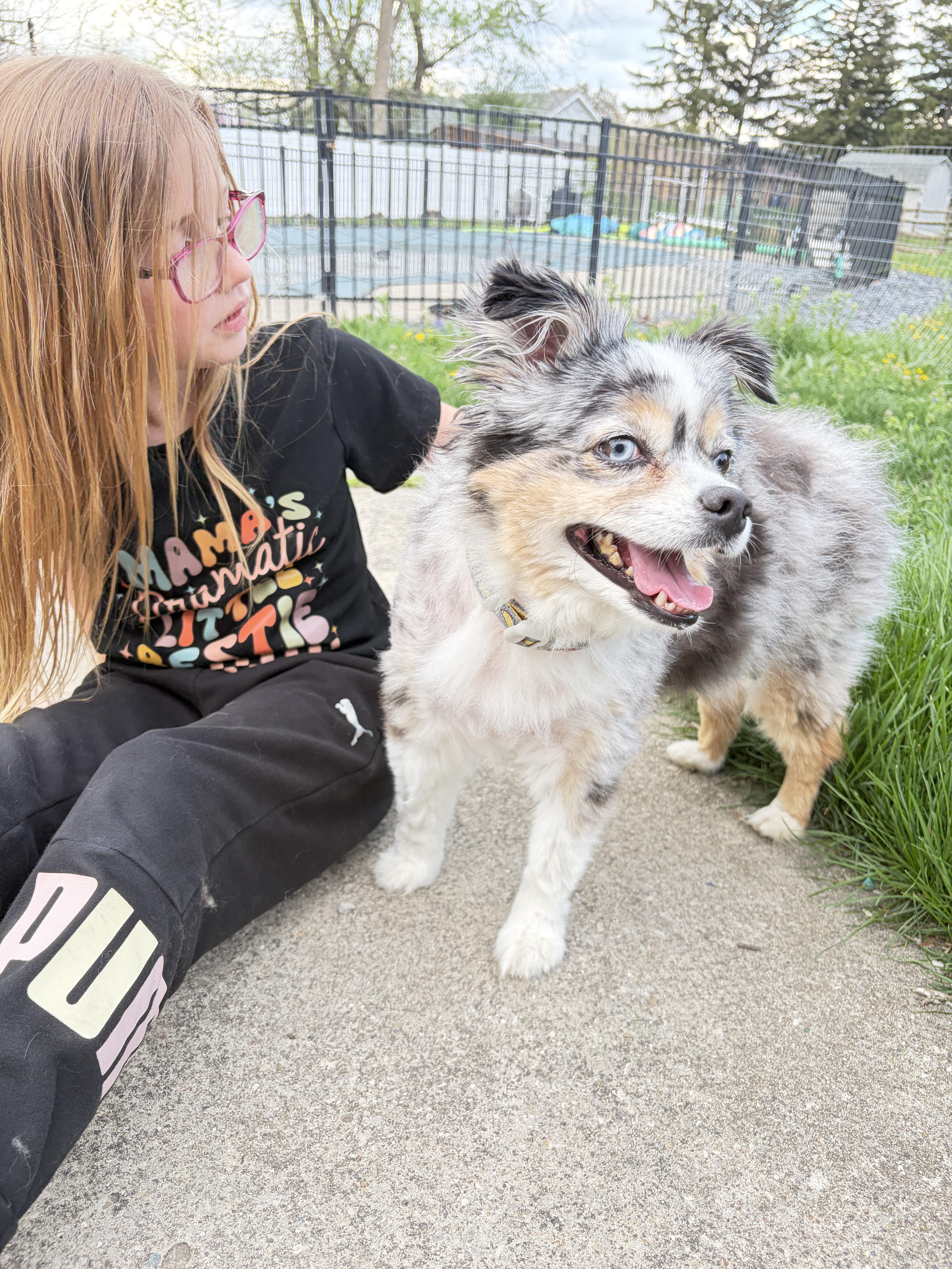 Enlarge Leo, a ADOPTABLE Australian Shepherd in Wauseon, OH image 3/6