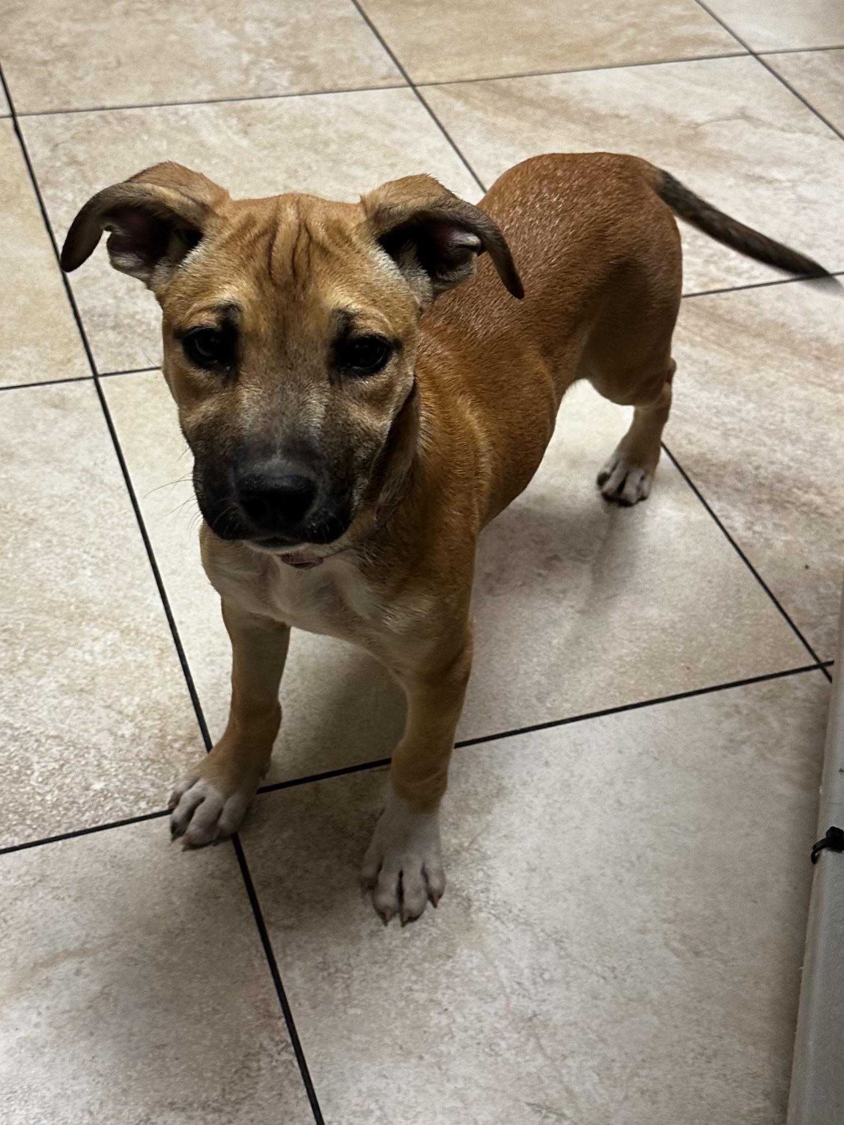 Marinara, an adoptable Terrier, Pit Bull Terrier in Las Vegas, NV, 89107 | Photo Image 1