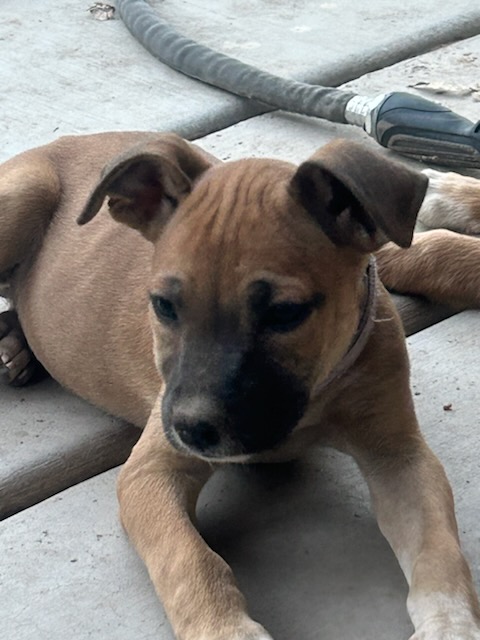 Marinara, an adoptable Terrier, Pit Bull Terrier in Las Vegas, NV, 89107 | Photo Image 4