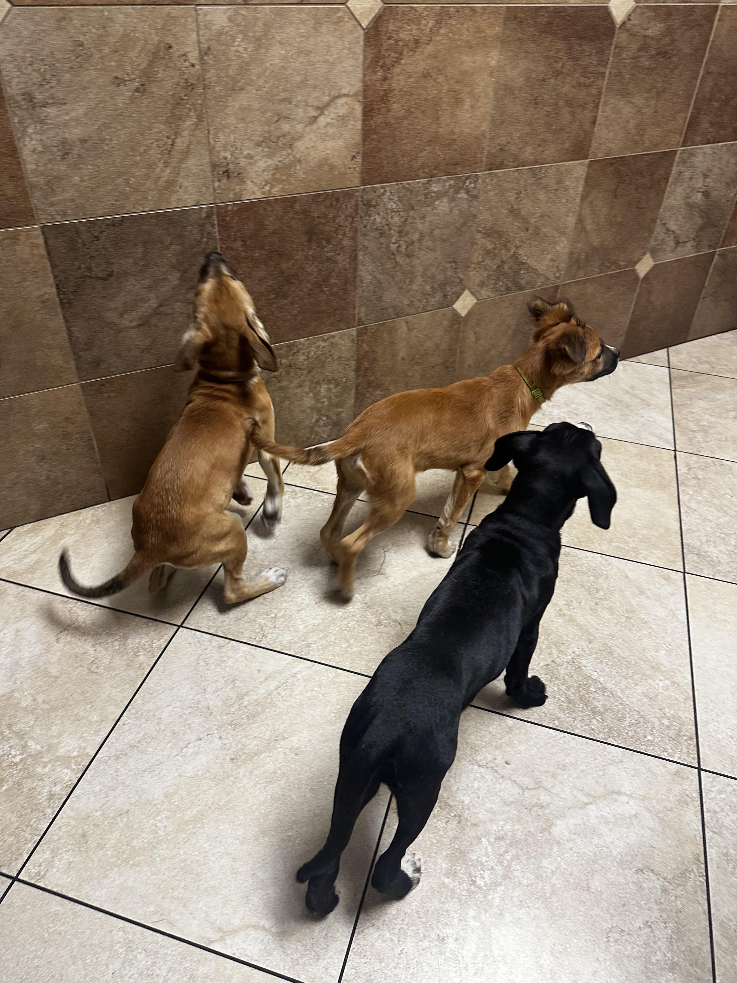 Marinara, an adoptable Terrier, Pit Bull Terrier in Las Vegas, NV, 89107 | Photo Image 2