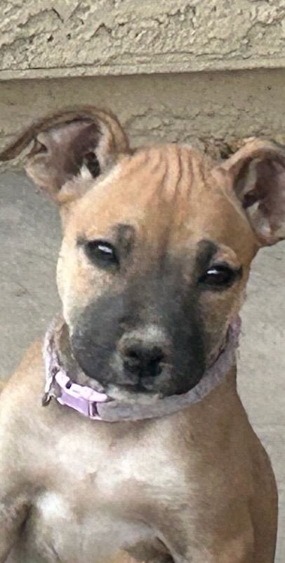 Marinara, an adoptable Terrier, Pit Bull Terrier in Las Vegas, NV, 89107 | Photo Image 5