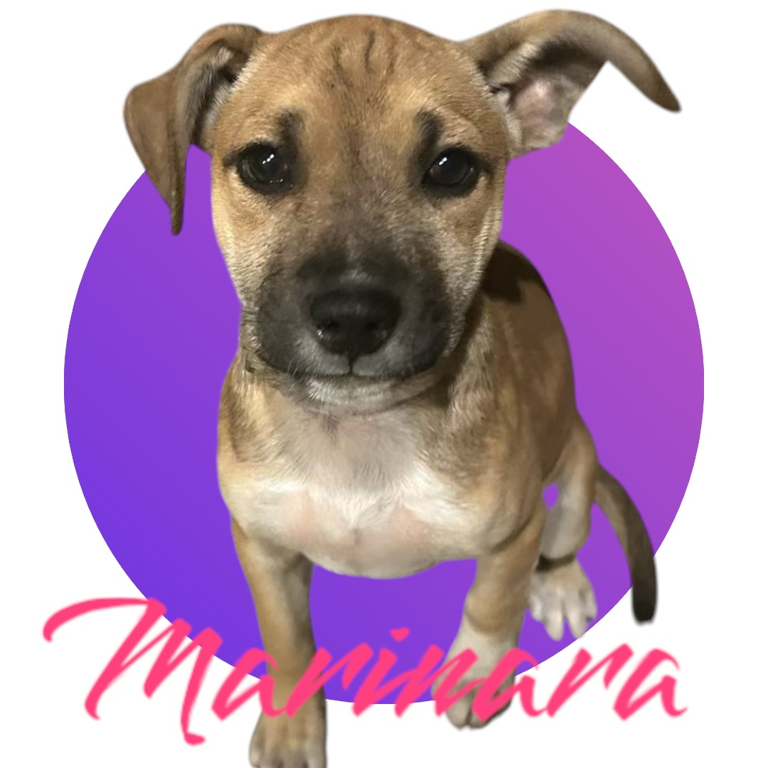 Marinara, an adoptable Terrier, Pit Bull Terrier in Las Vegas, NV, 89107 | Photo Image 3