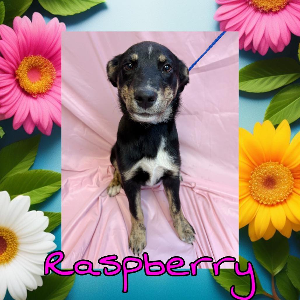 Raspberry, Adoptable, Young Female Black Labrador Retriever.