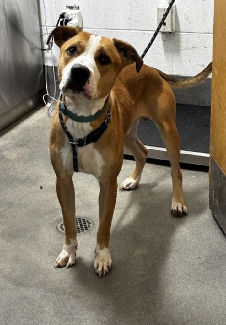 FOSTER URGENTLY NEEDED, Adoptable, Young Male Pit Bull Terrier & Hound.