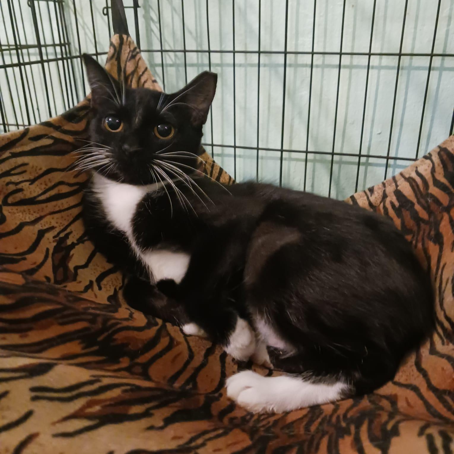 Enlarge Shiraz, a Adoptable Domestic Short Hair in Rochester, NY image 2/5