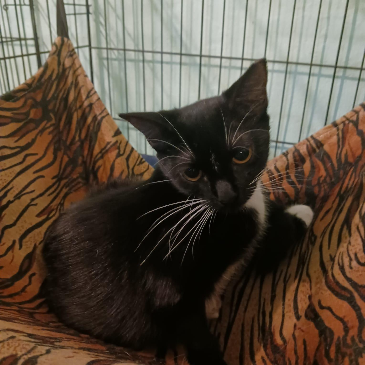 Enlarge Shiraz, a Adoptable Domestic Short Hair in Rochester, NY image 4/5
