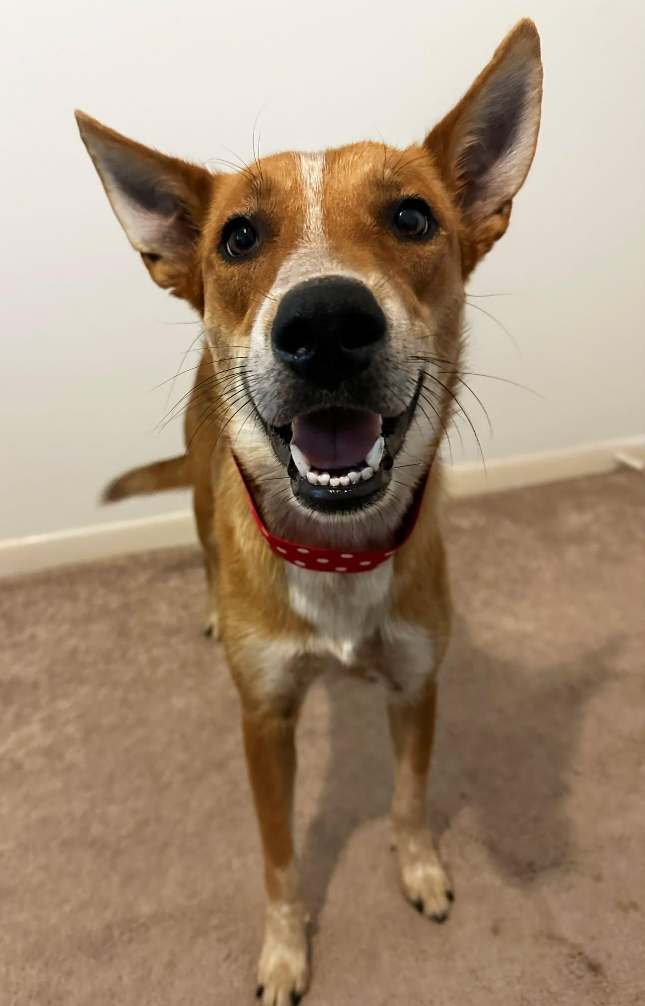 Enlarge Liberty, a Adoptable mixed breed in Columbus, OH image 6/6