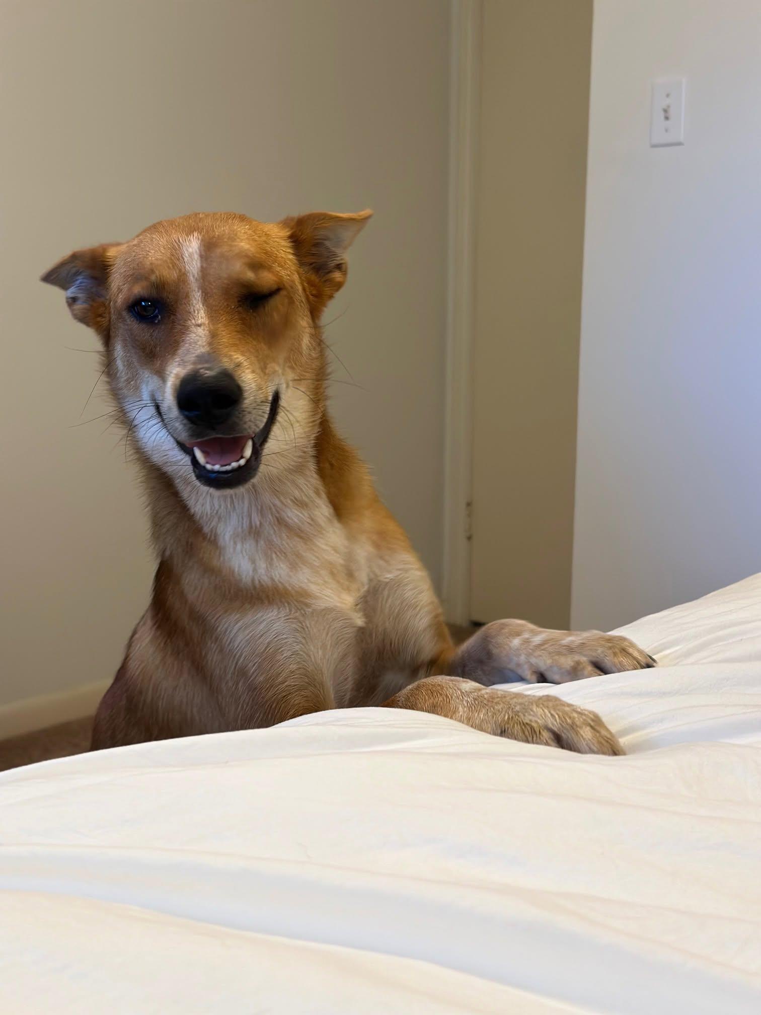 Enlarge Liberty, a Adoptable mixed breed in Columbus, OH image 4/6