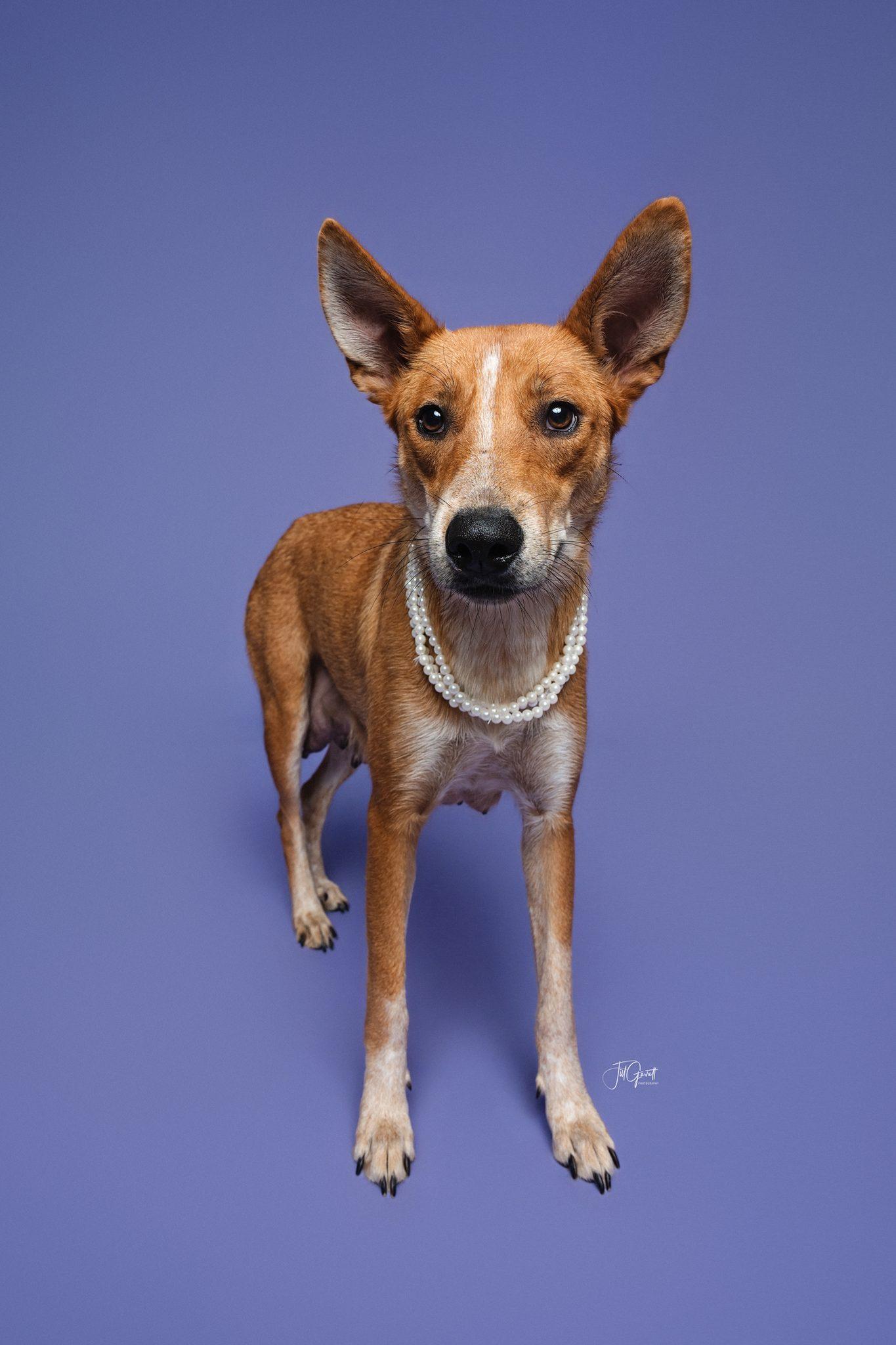 Enlarge Liberty, a Adoptable mixed breed in Columbus, OH image 5/6