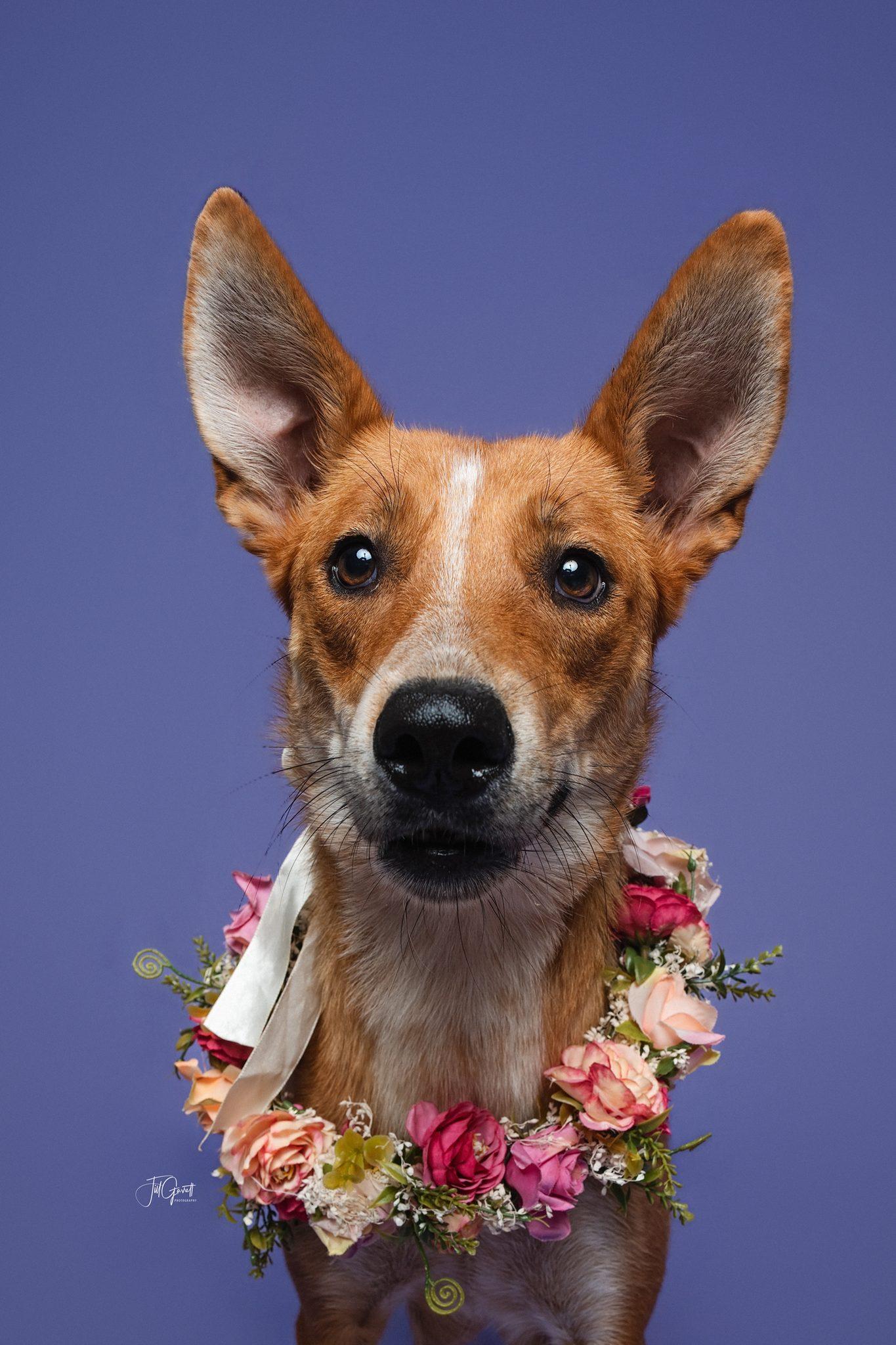 Liberty, Adoptable, Young Female Australian Cattle Dog / Blue Heeler & Carolina Dog.