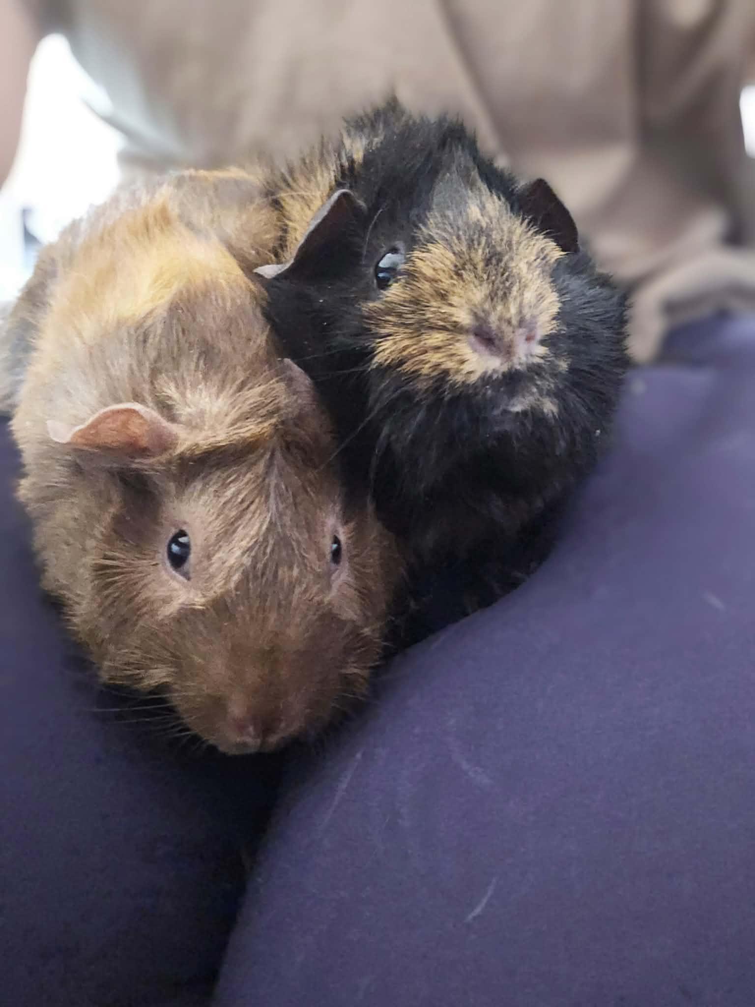 Enlarge Ripley + Highway  bonded pair , a ADOPTABLE Abyssinian in Sauk Village, IL image 3/3