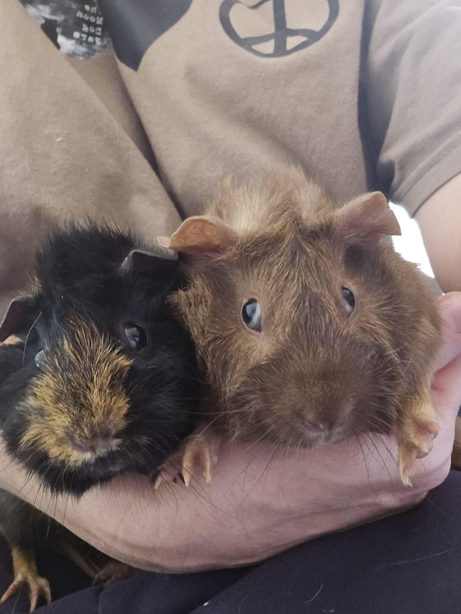 Enlarge Ripley + Highway  bonded pair , a ADOPTABLE Abyssinian in Sauk Village, IL image 2/3