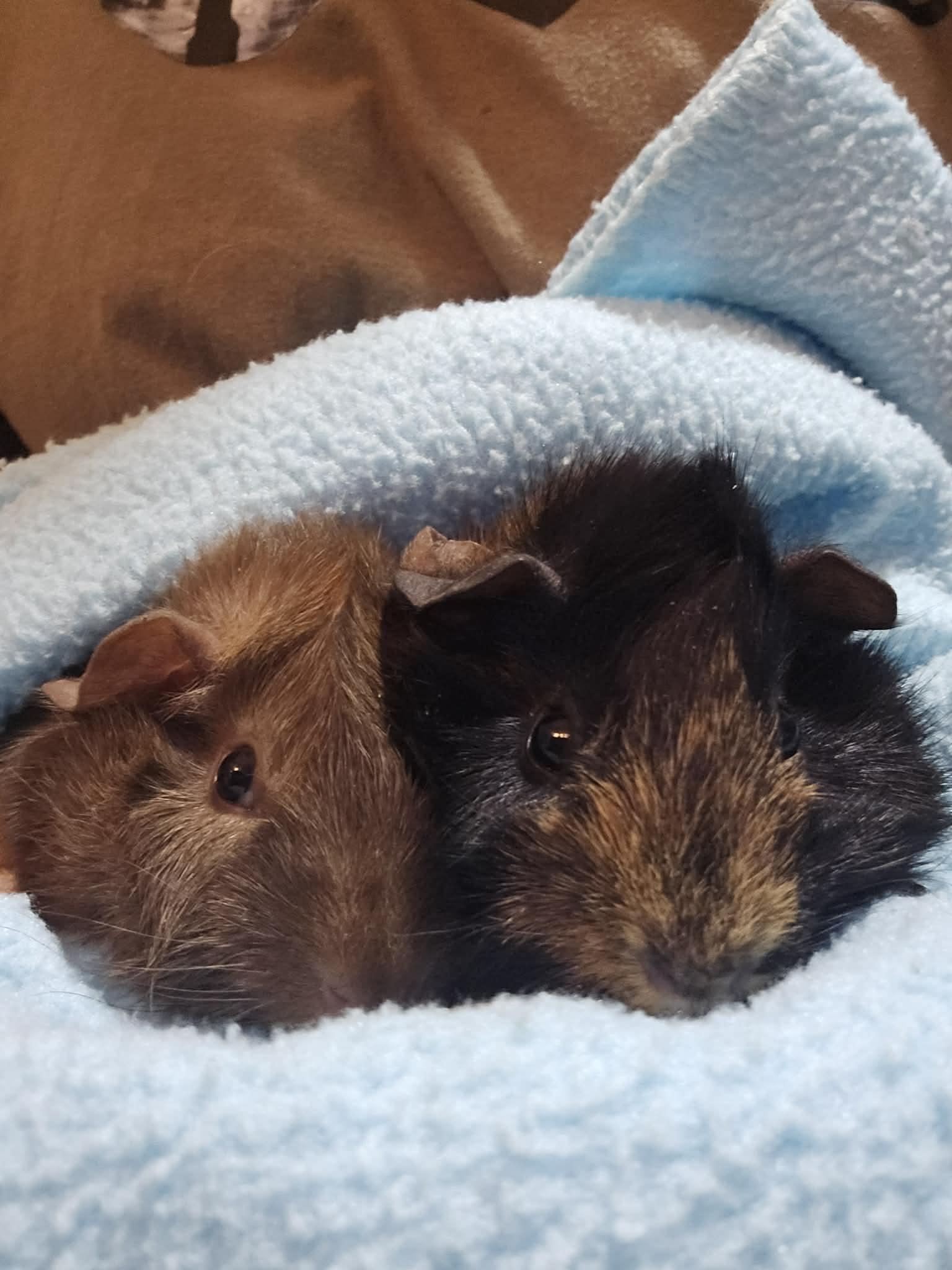 Enlarge Ripley + Highway  bonded pair , a ADOPTABLE Abyssinian in Sauk Village, IL image 1/3