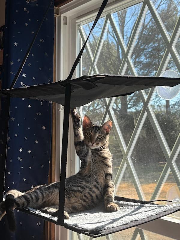 Enlarge Karty, a Adoptable Tabby in Richmond, VA image 4/5