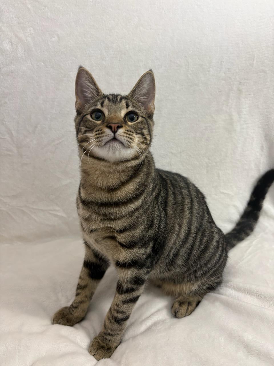 Karty, Adoptable, Young Male Tabby.