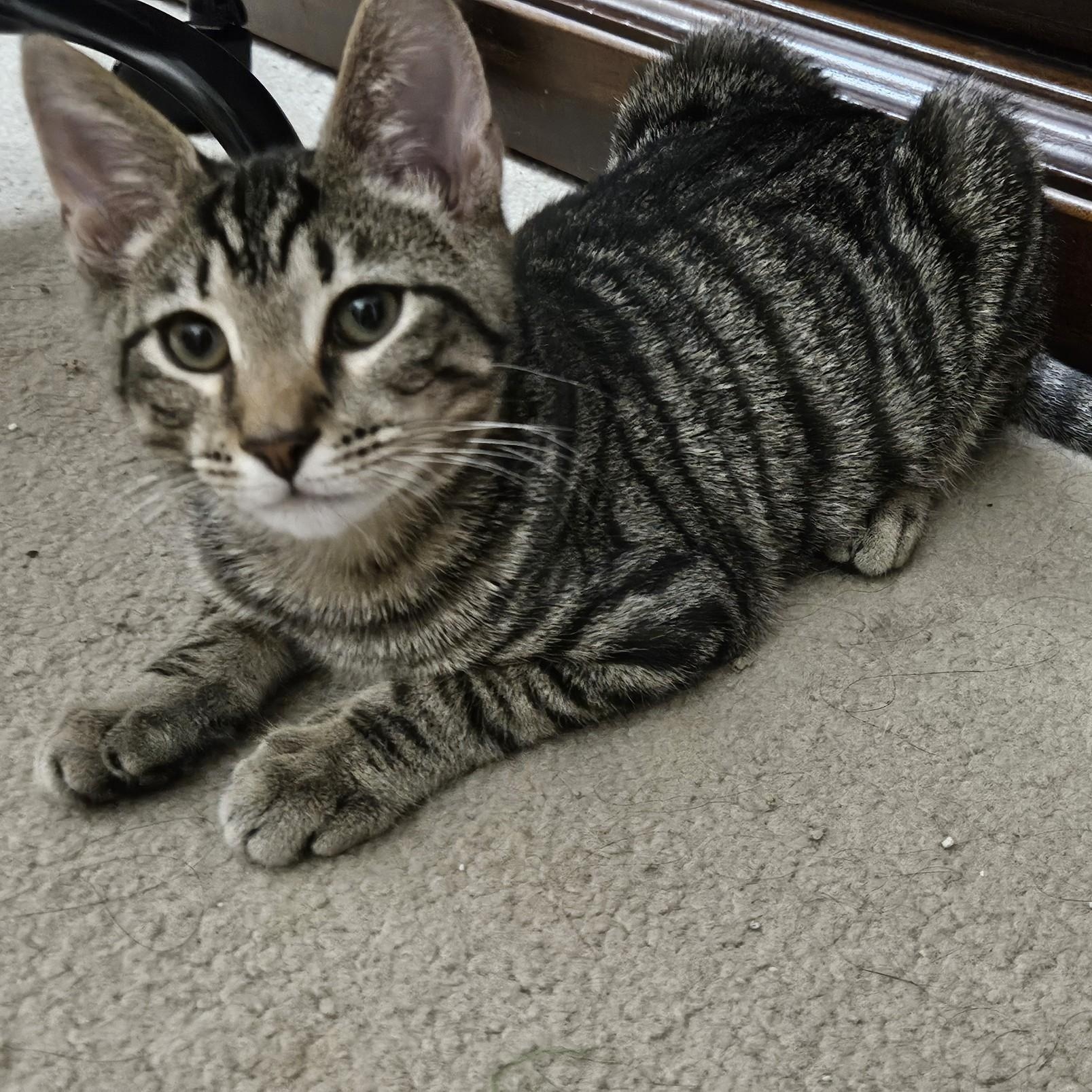 Enlarge Karty, a Adoptable Tabby in Richmond, VA image 3/5