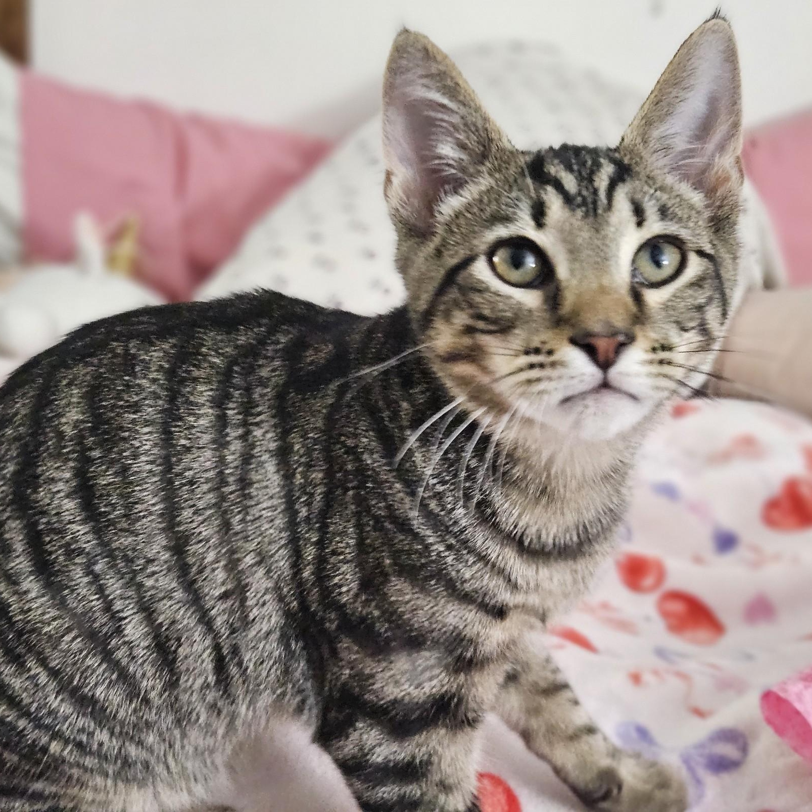 Enlarge Karty, a Adoptable Tabby in Richmond, VA image 2/5