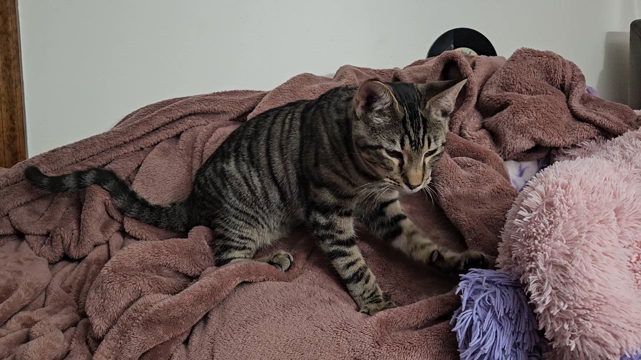 Enlarge Karty, a Adoptable Tabby in Richmond, VA video 5/5