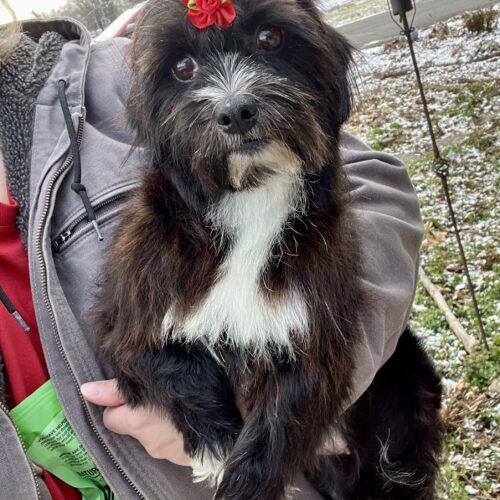 Ellen, adopted, Adult Female Miniature Schnauzer & Dachshund.