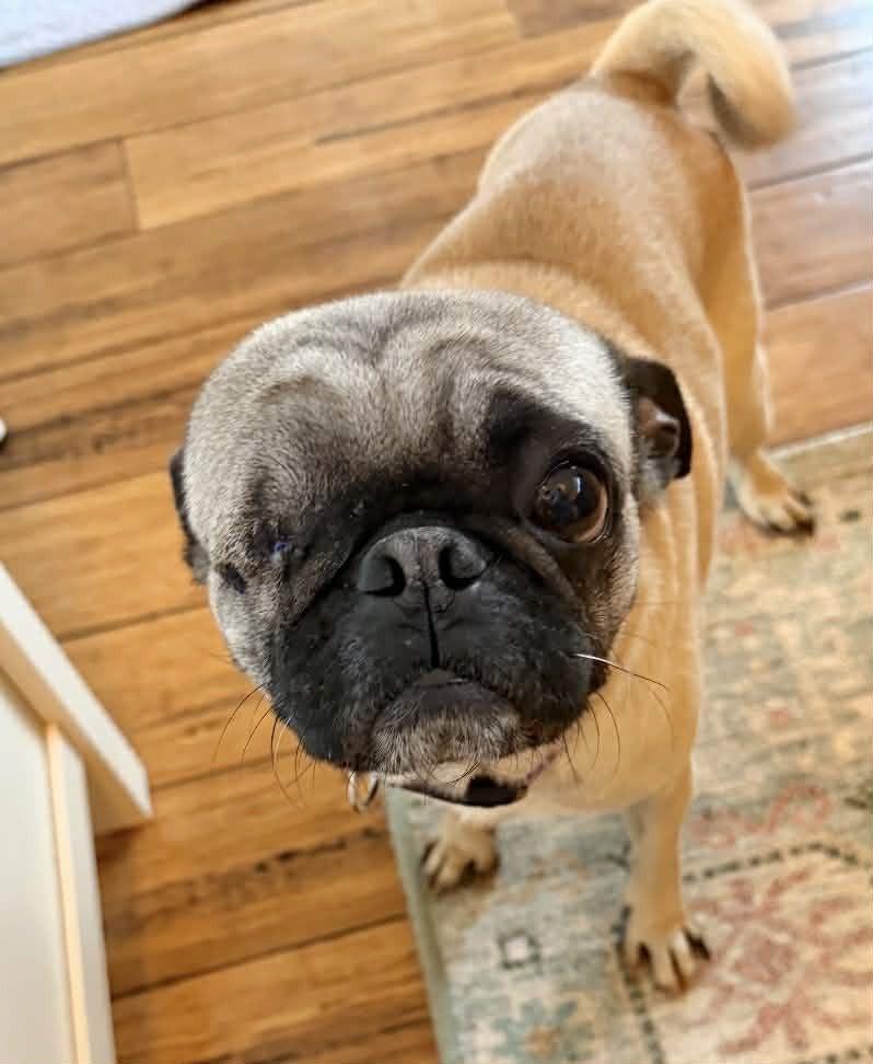 Enlarge Jack, a Adoptable mixed breed in Boulder, CO image 2/6