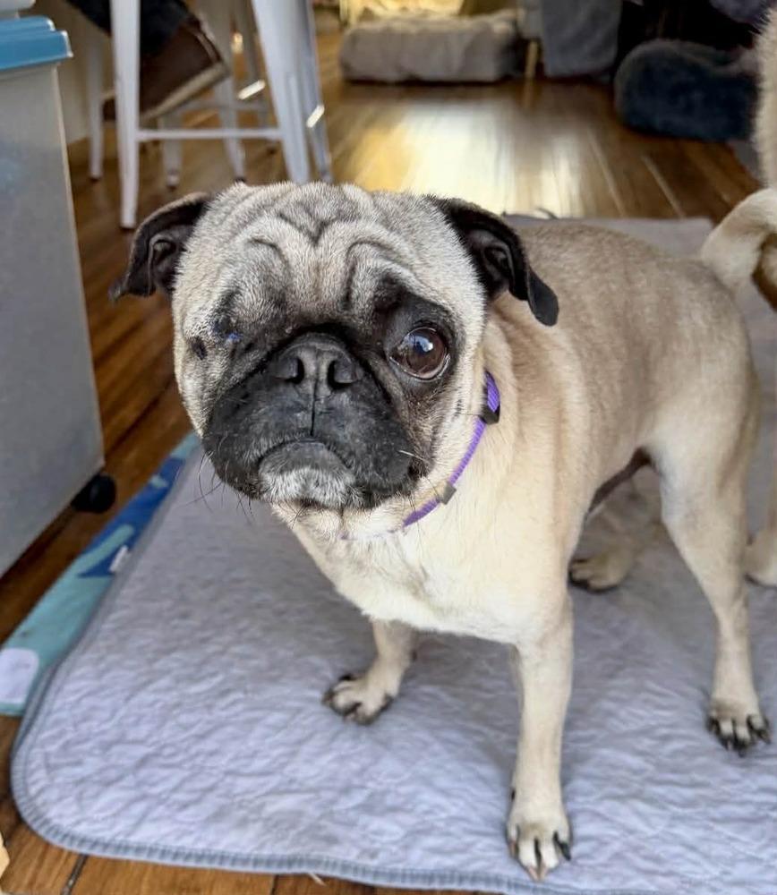 Enlarge Jack, a Adoptable mixed breed in Boulder, CO image 3/6