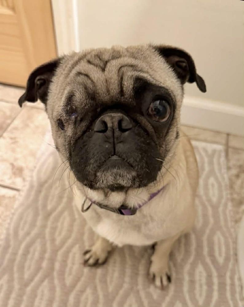 Enlarge Jack, a Adoptable mixed breed in Boulder, CO image 5/6