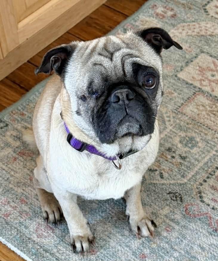 Enlarge Jack, a Adoptable mixed breed in Boulder, CO image 6/6