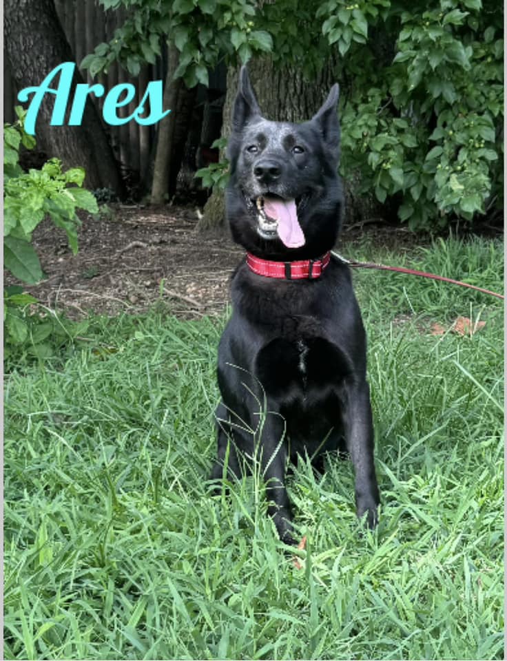 Enlarge Ares, a Adoptable Australian Kelpie in Old Westbury, NY image 1/5
