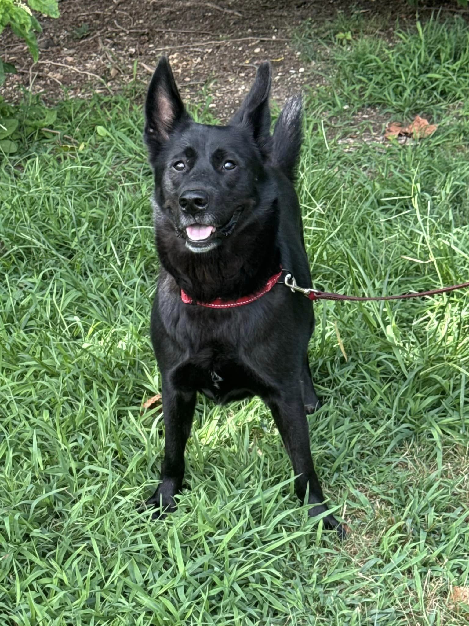 Enlarge Ares, a Adoptable Australian Kelpie in Old Westbury, NY image 2/5