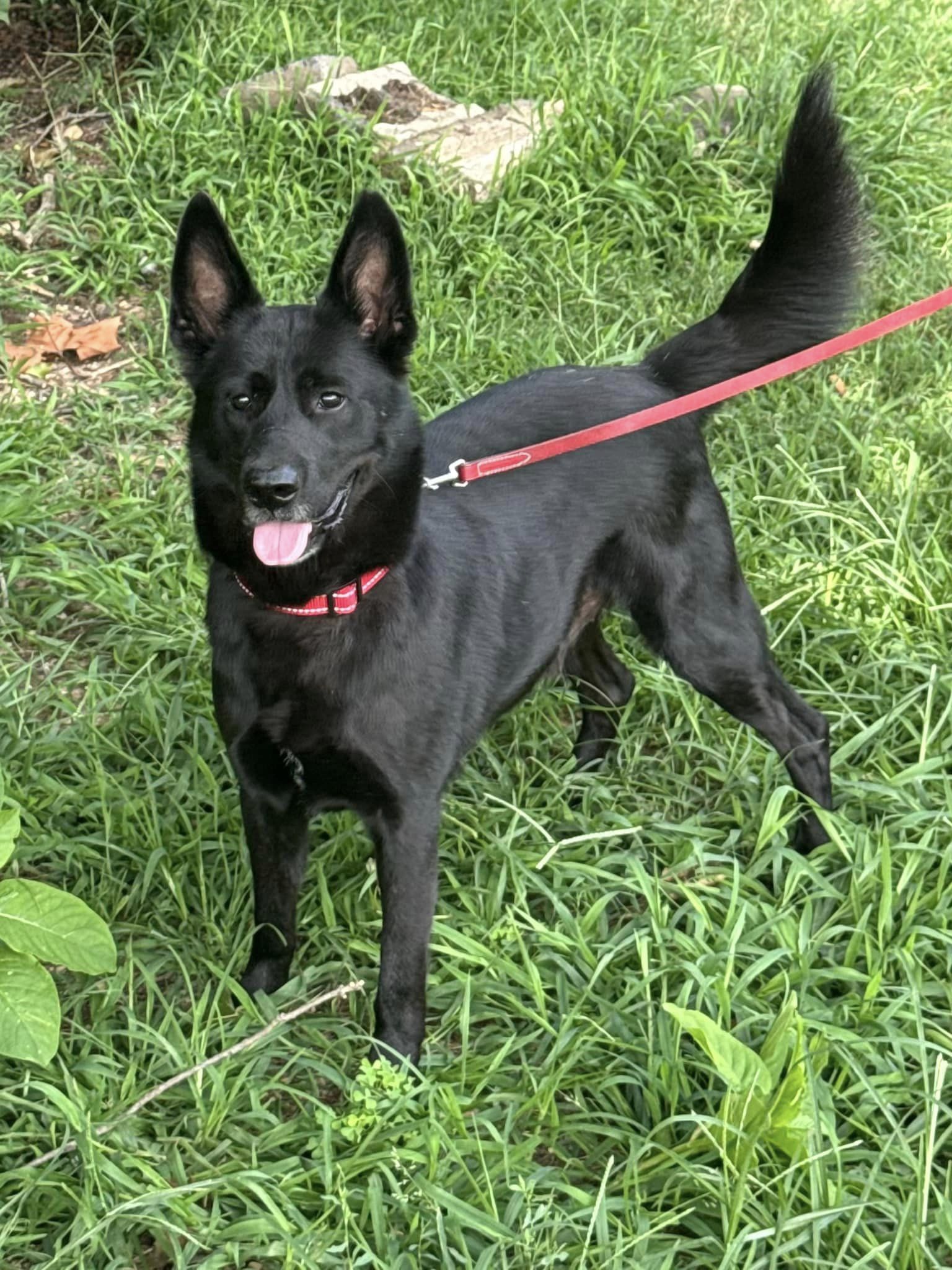 Enlarge Ares, a Adoptable Australian Kelpie in Old Westbury, NY image 3/5