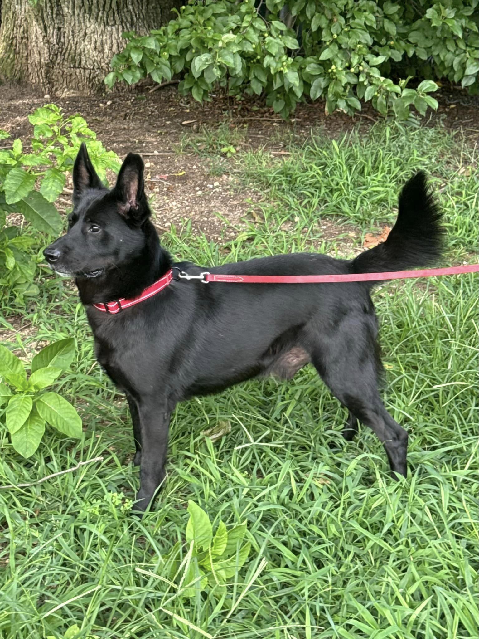 Enlarge Ares, a Adoptable Australian Kelpie in Old Westbury, NY image 4/5