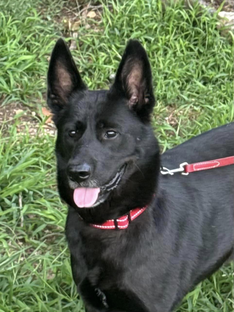 Enlarge Ares, a Adoptable Australian Kelpie in Old Westbury, NY image 5/5