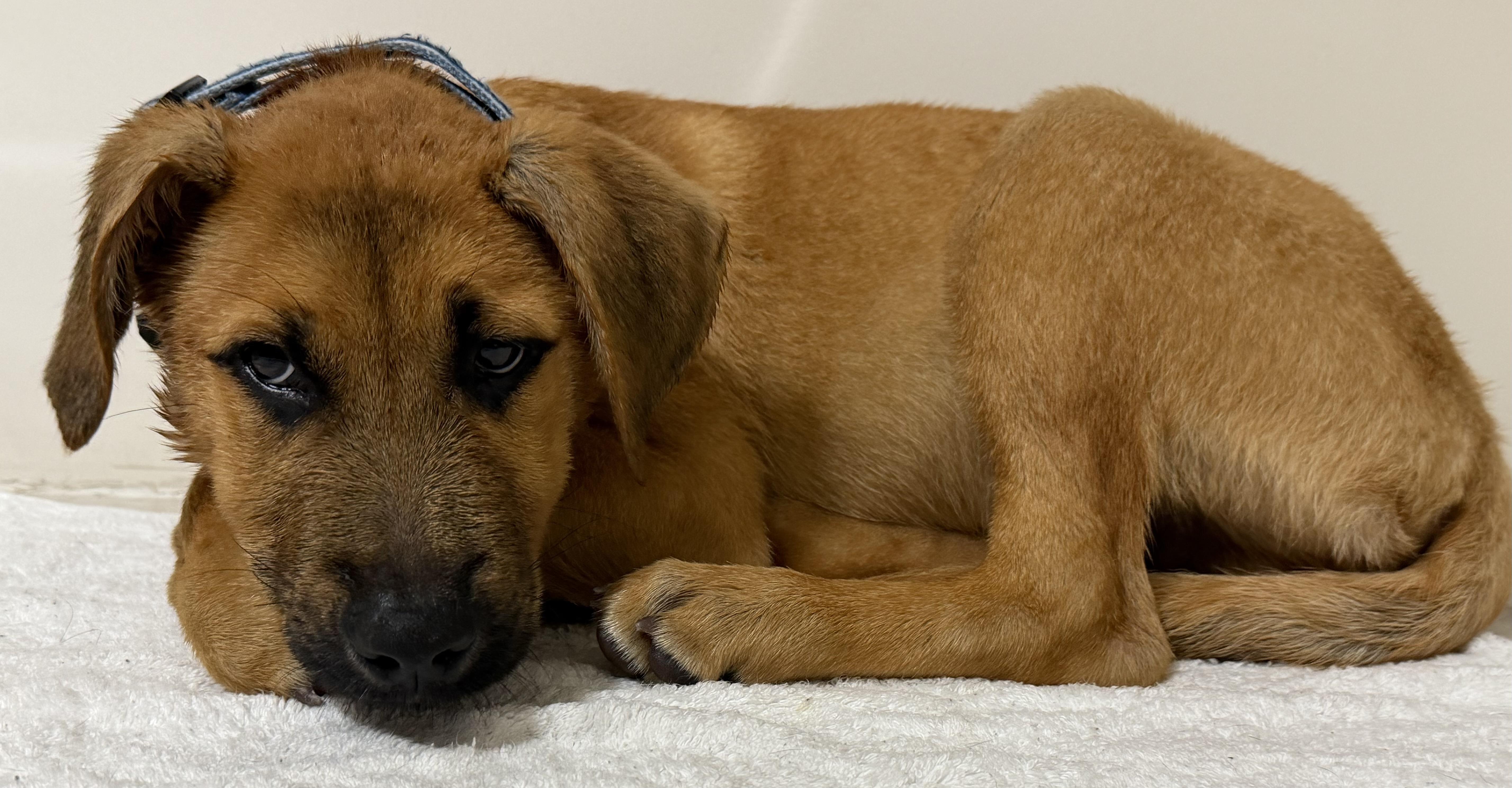 Scooby Doo — thumbnail 4