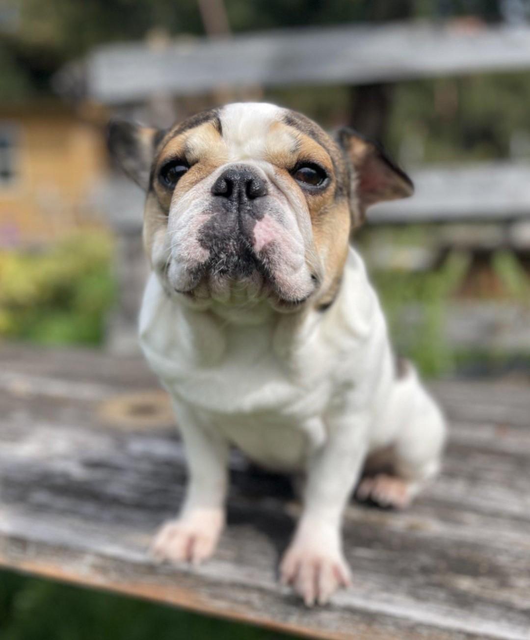 Love, ADOPTABLE, Senior Male French Bulldog.