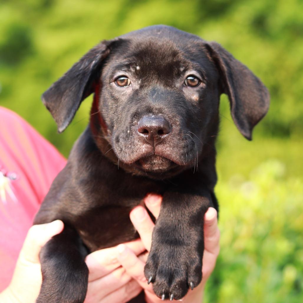 CT Tasso, Adoptable, Puppy Male Labrador Retriever & Mixed Breed.