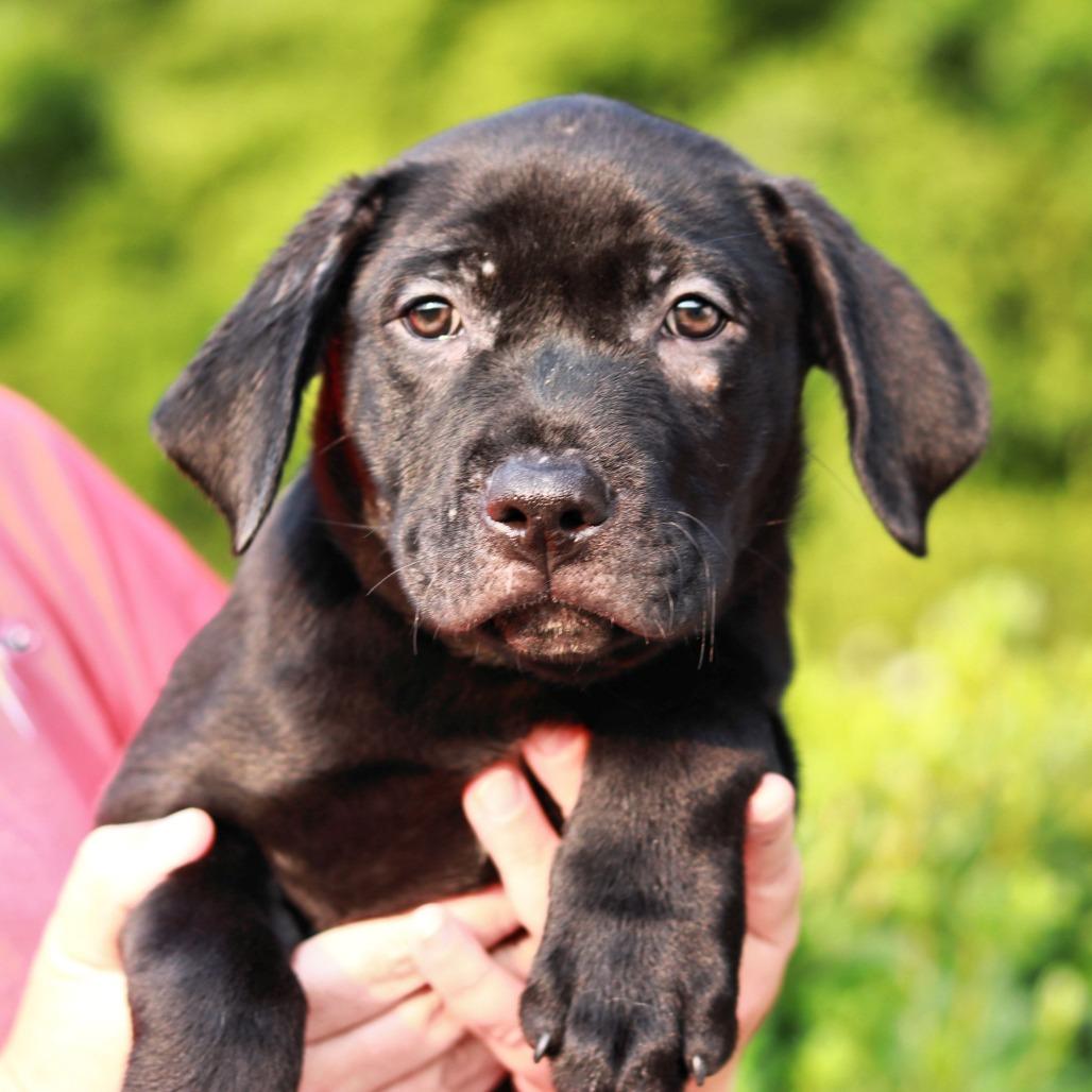 Enlarge CT Tasso, a Adoptable mixed breed in Eastford, CT image 2/4