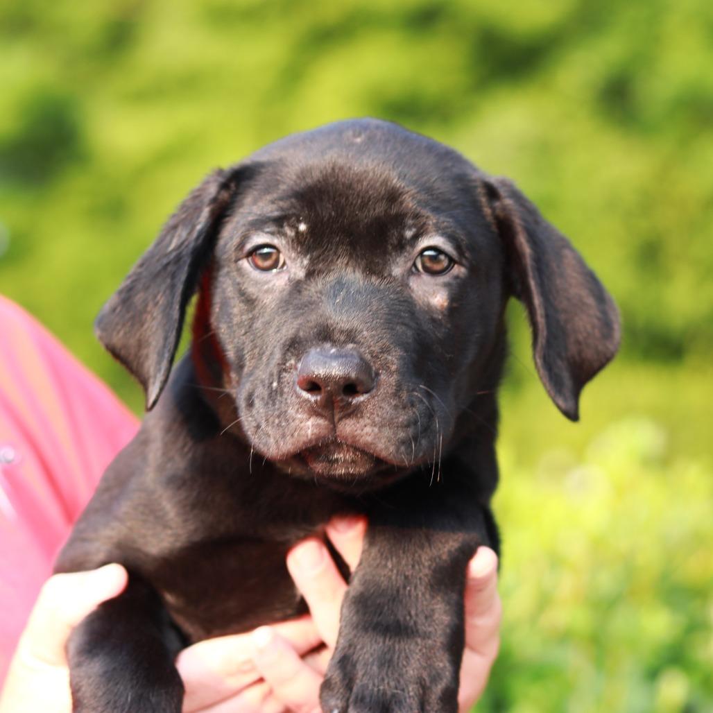 Enlarge CT Tasso, a Adoptable mixed breed in Eastford, CT image 3/4