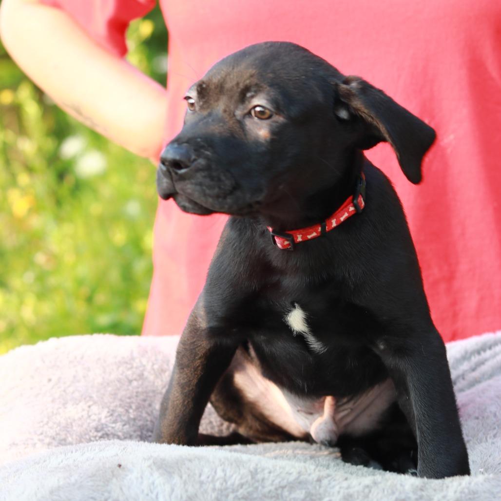 Enlarge CT Tasso, a Adoptable mixed breed in Eastford, CT image 4/4
