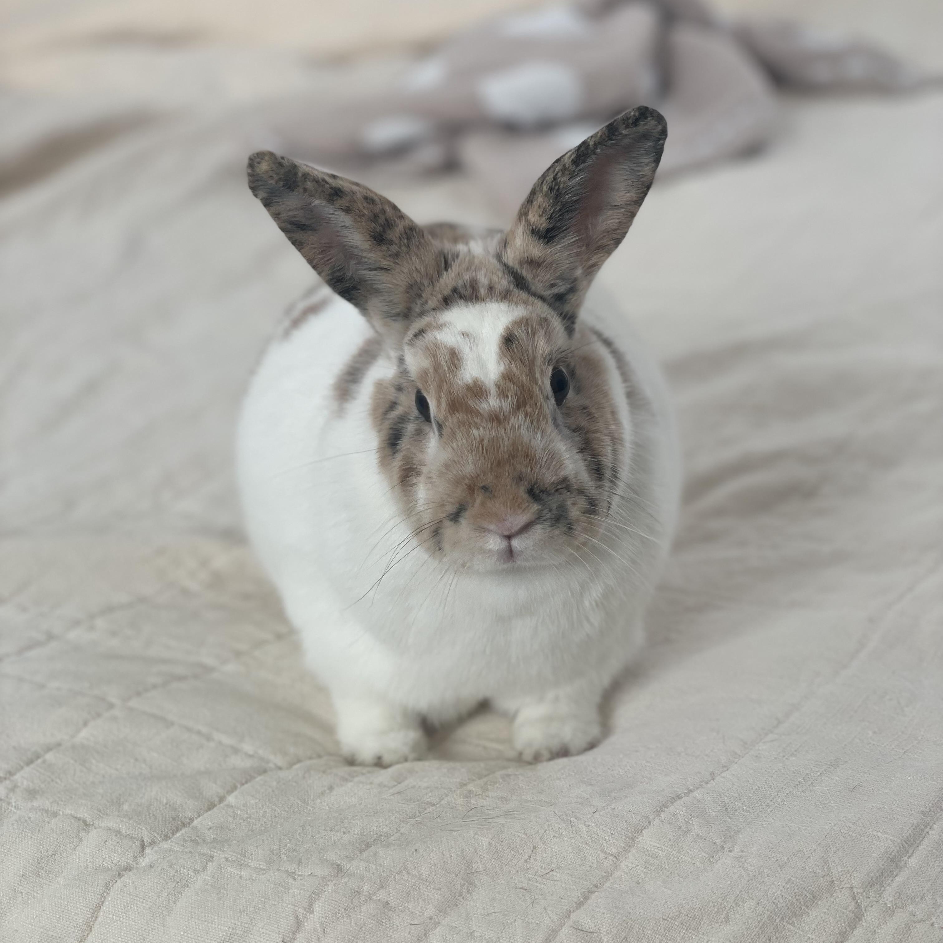 Marshmallow, adopted, Adult Male English Spot.