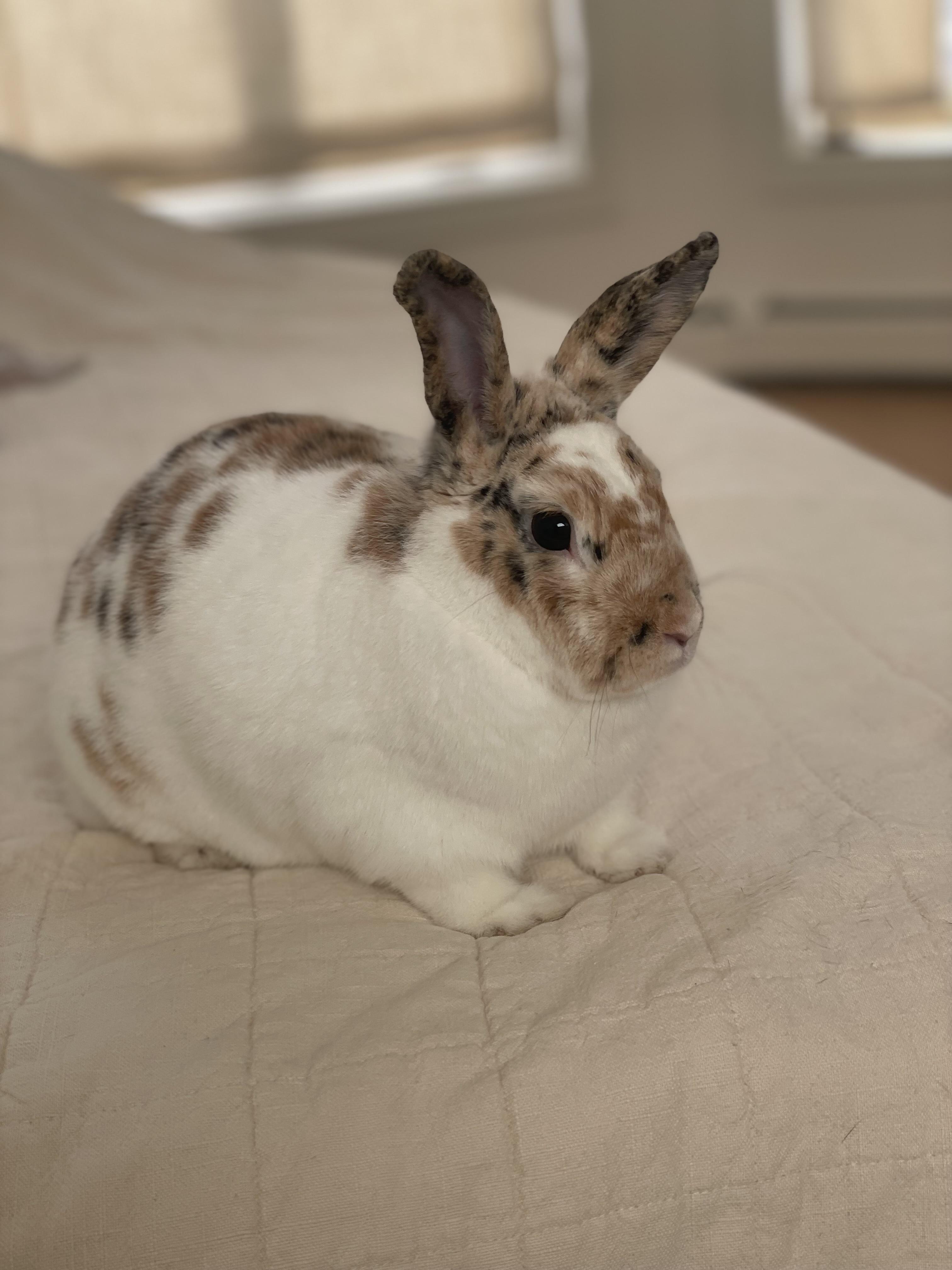 Marshmallow, an adopted mixed breed in New City, NY image 2/3